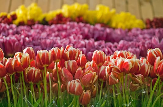 exhibition of tulips in brittany (france)