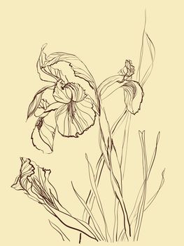 Iris flower brush drawing on beige  background