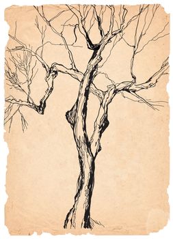 old tree shabby  paper  pen drawing