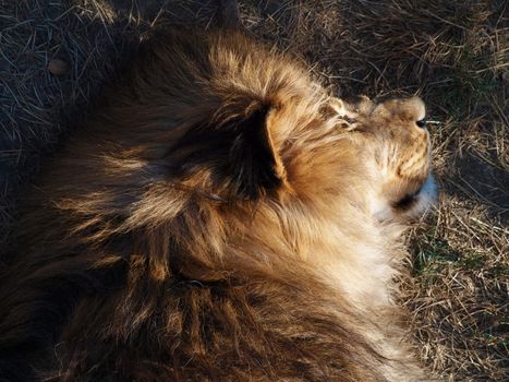 Lion