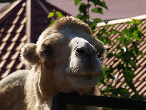 Camel