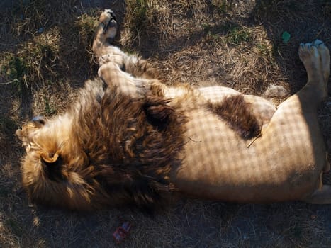 Lion
