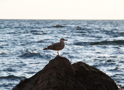 Sea bird on the rock