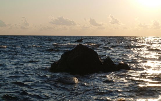 Sea bird on the rock
