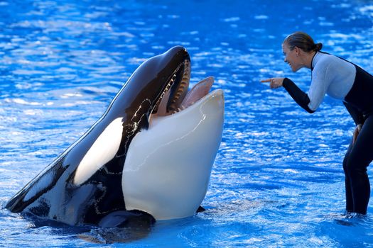 SeaWorld, a marine-life based zoological park, Shamu orca show May 03, 2010 in Orlando, Florida, USA