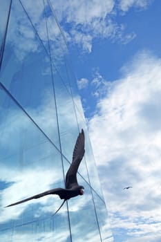 Freegate bird flying in front of a glass building
