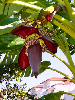 Banana palm. Flower, fruit.