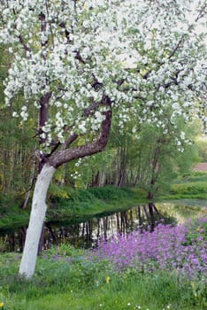 Blooming apple tree near small pond in spring