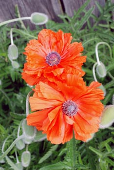 Red poppy with two blooms and many buttons
