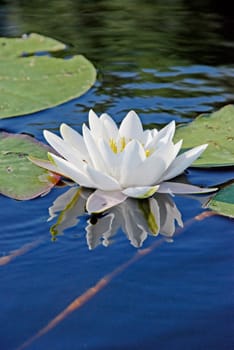 White water lilly surrounded with some leaves