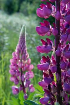 Lupin with many small blossoms near forest