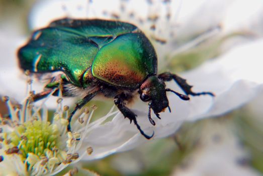 Rose chafer on the bloom of white flower
