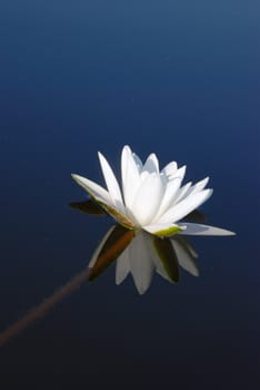White water lilly all alone in lake of Lithuania