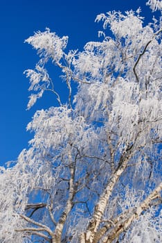 White frost pocket branches of the birch in awesome winter