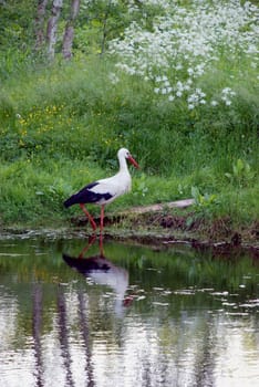 Wonderful white stork looking for food near river