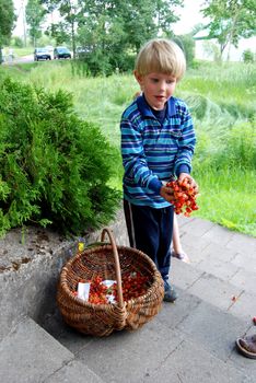 Young blond kid in blue selling sweet cherries in province