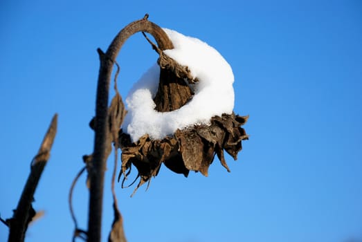 Sunflower covered with snow cap against blue sky