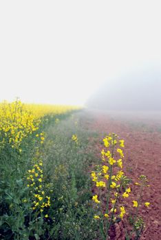 Summer in the countryside in Lithuania rapse field hidden in fog
