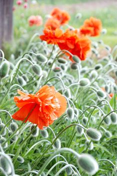 Red poppy with many blooms and buttons