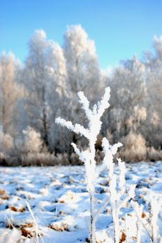 Branch covered by rime in backround of many white trees