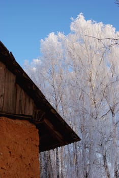 Old fictile house near beautiful birches covered by rime