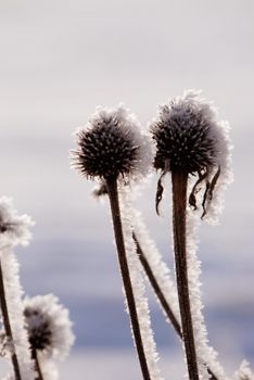 Only sticks cowered by rime left out of flowers