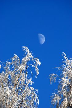 Awesome rime on the branches of trees and moon in background
