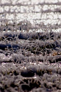 Grass and plants covered in rime and ice. Coldest winter ever.
