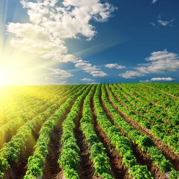 potato field on a sunset under blue sky landscape