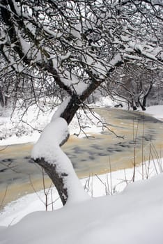 River covered with ice shooted from little mountain near forest with many snow around. Apple tree on top.