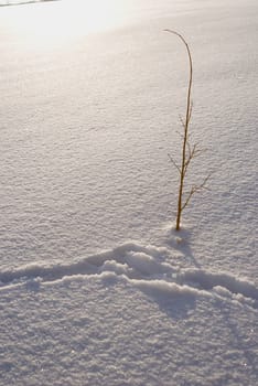 Huge meadow all covered by snow. Lonely little tree.