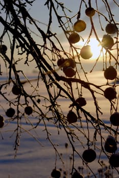 Branches of apple tree with fruits left on it in winter