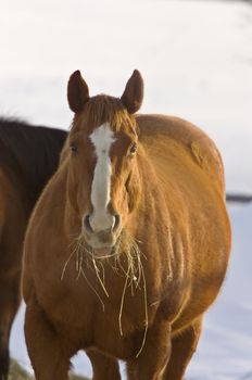 Horse in Winter eating hay Saskatchewan Canada Freezing Cold