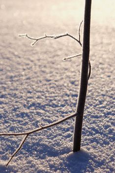 Lonely little tree in the meadow covered by snow