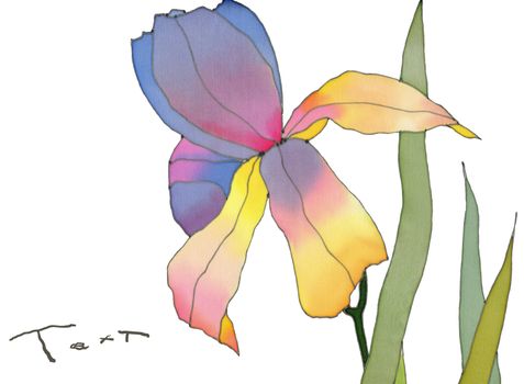 batik iris isolated over white background card