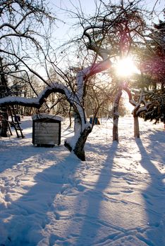 Old apple garden with many hives and footsteps arround all covered by snow.