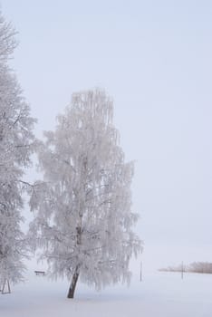 Wonderful rime on the branches of the tree