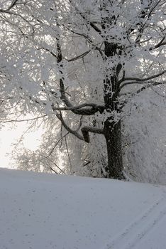 Big oak with rime on the branches. A lot of snow around.