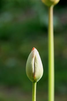 Unexpanded red tulip bloom in early spring.