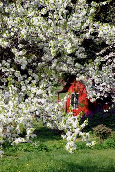 Wonderfull plump tree with many little blooms in sunny day.