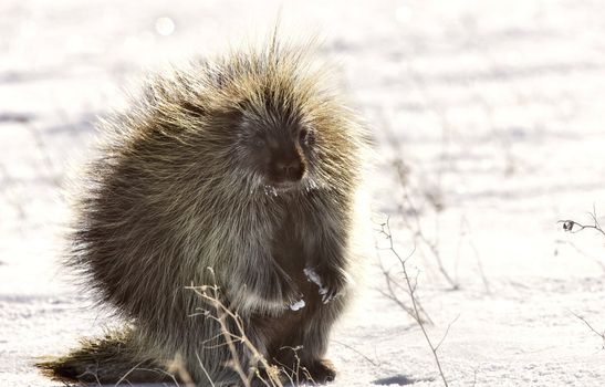 Porcupine in winter Saskatchewan Canada Cold Freezing beauty quills