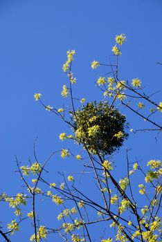 Tree possessed by parasite plant in early spring.