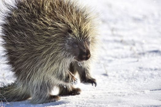 Porcupine in winter Saskatchewan Canada Cold Freezing beauty quills