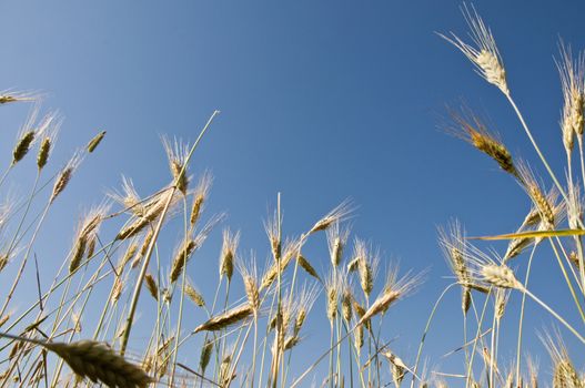 golden wheat in the blue sky background