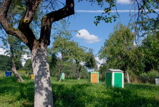 A lot of apple trees with many fruit on it. Hives.