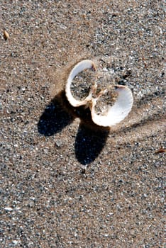 Opened shell in the sand near sea in sunny day.