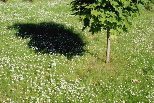 Lonely little maple in green meadow with little daisies