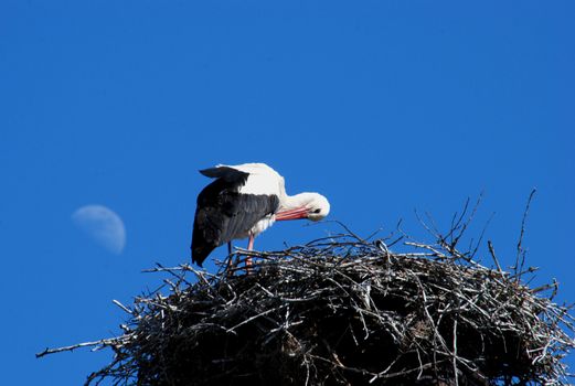 The white stork (Ciconia ciconia L.) is a very loved and respected in many European countries.