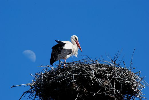 White stork declared a national bird, often cute neighbor man