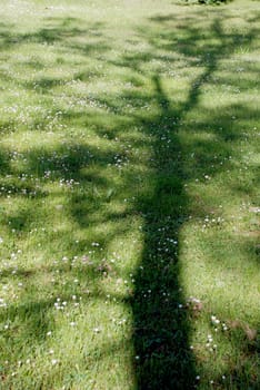 Trees grow not only in the sky, their shadows is falling on the ground too